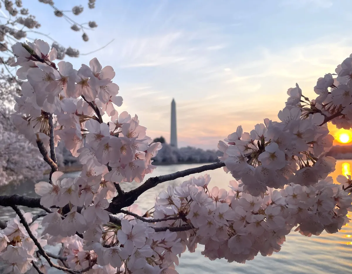 cherry blossoms dc — US news