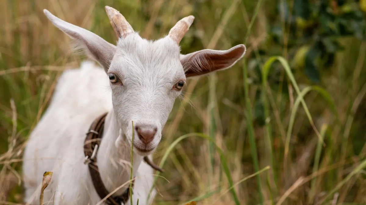 earth day — US news