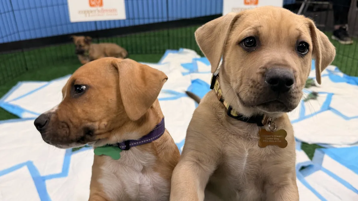 national puppy day — US news