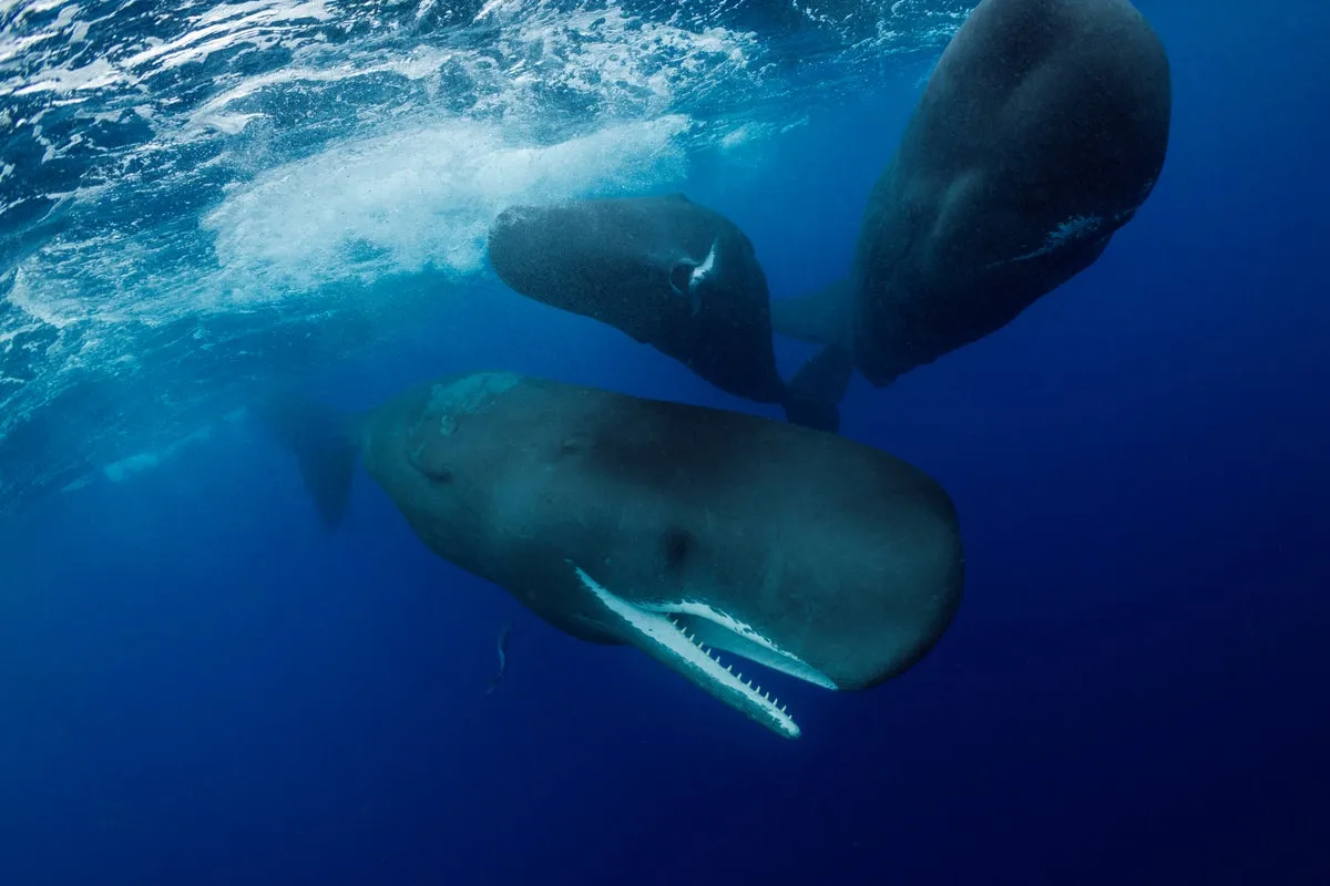 sperm whale birth — US news