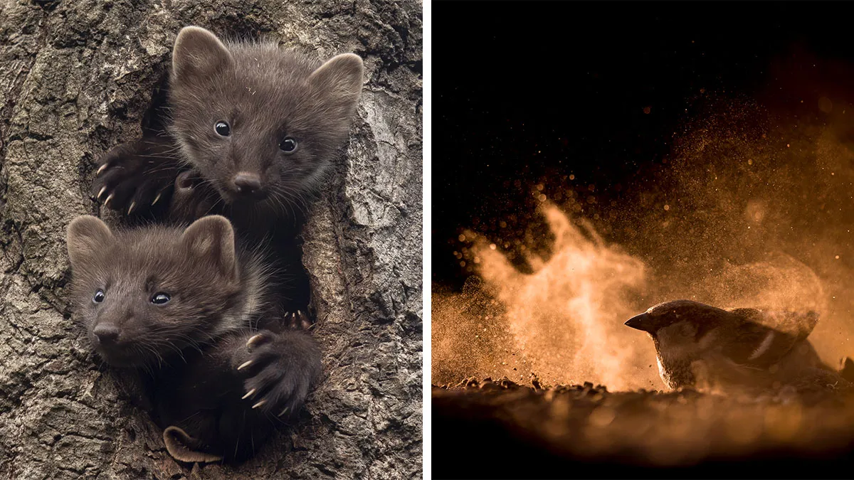 california giant salamander photographed first time — US news