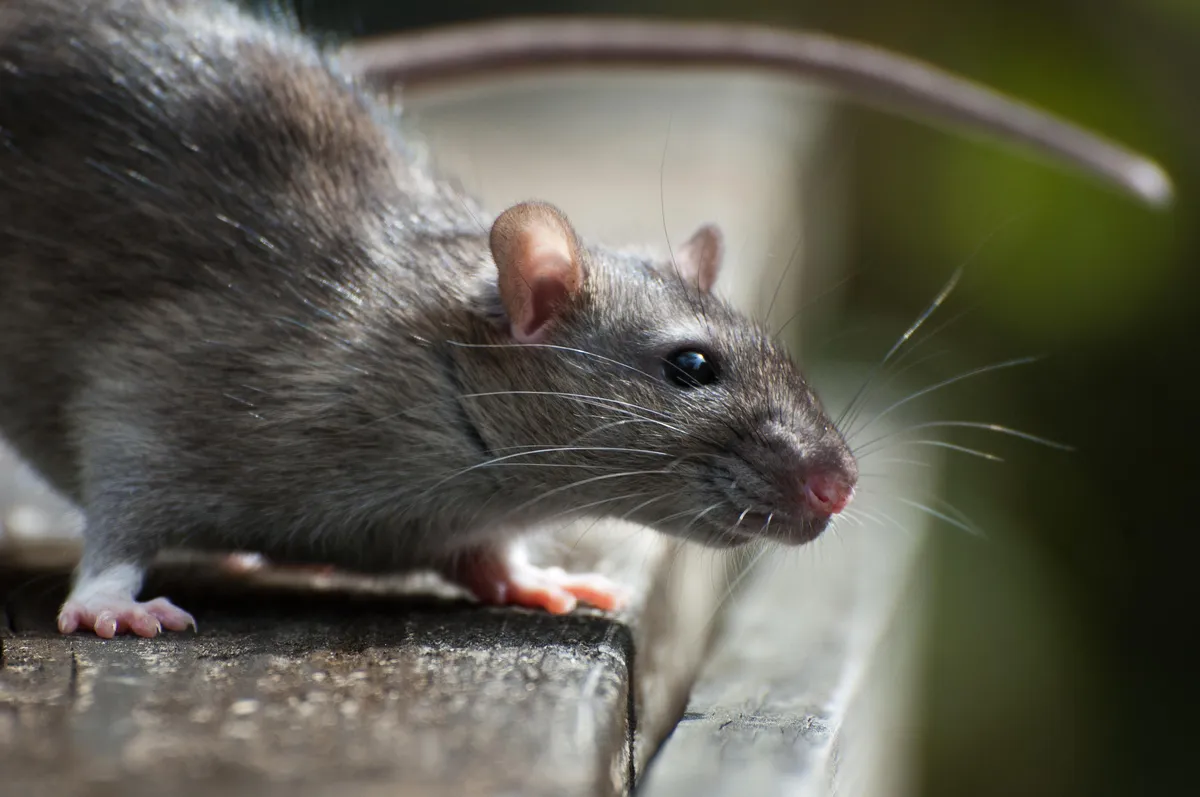 hantavirus infections cruise ship — US news