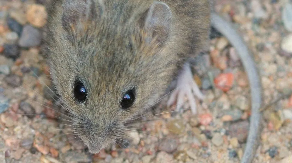 hantavirus — US news